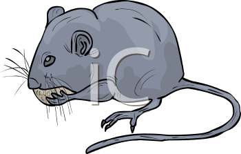 Rodent Clipart