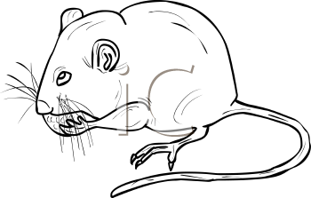 Rodent Clipart