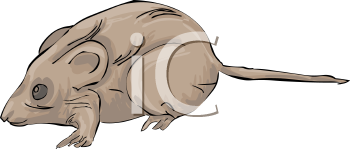 Rodent Clipart