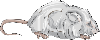 Rodent Clipart