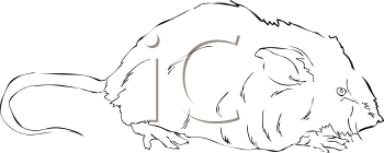 Rodent Clipart