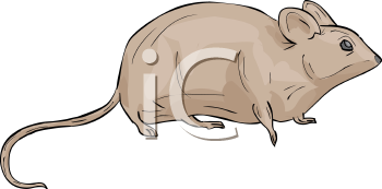 Rodent Clipart