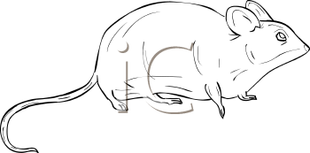 Rodent Clipart