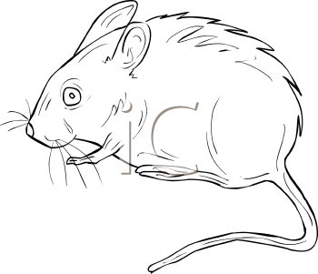 Rodent Clipart