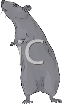 Rodent Clipart