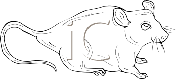 Rodent Clipart