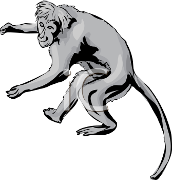 Primate Clipart