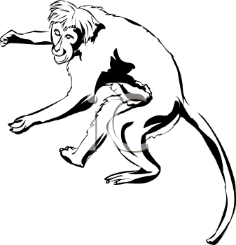 Primate Clipart