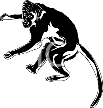 Primate Clipart