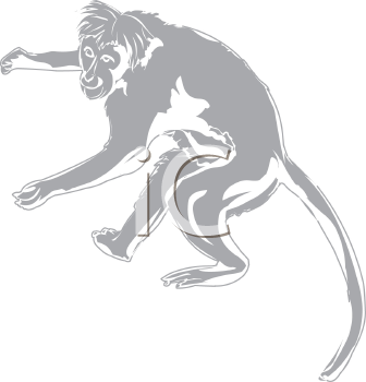 Primate Clipart