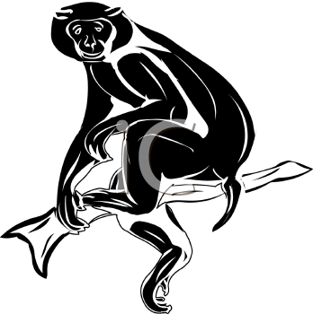 Primate Clipart