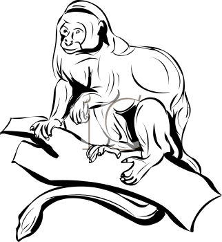 Primate Clipart