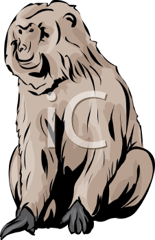 Primate Clipart