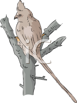 Bird Clipart