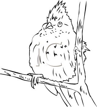 Bird Clipart