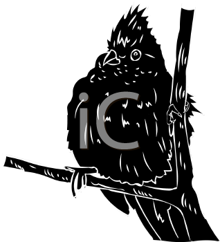 Bird Clipart