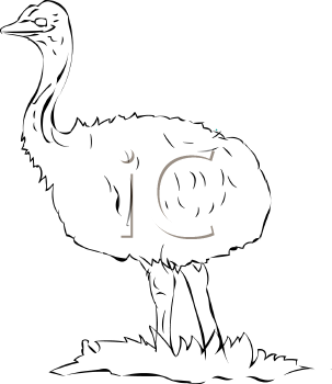 Bird Clipart