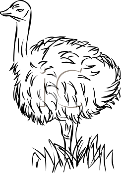 Bird Clipart