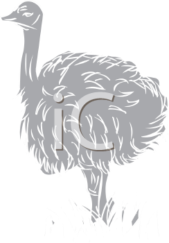 Bird Clipart