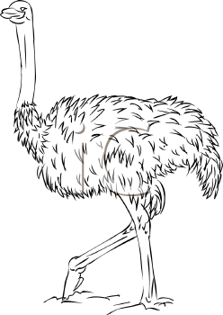 Bird Clipart