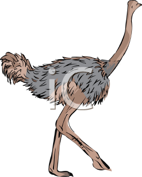 Bird Clipart