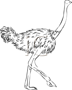 Bird Clipart