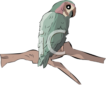 Bird Clipart