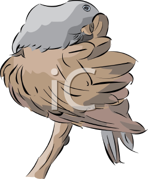 Bird Clipart