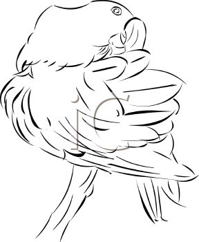 Bird Clipart