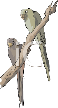 Bird Clipart