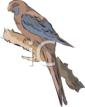 Bird Clipart