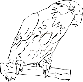 Bird Clipart