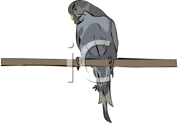 Bird Clipart