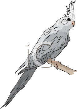 Bird Clipart