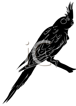 Bird Clipart