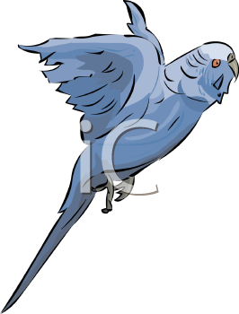 Bird Clipart