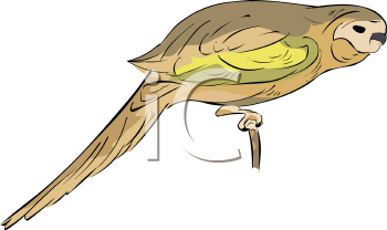 Bird Clipart