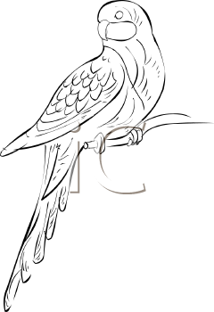 Bird Clipart