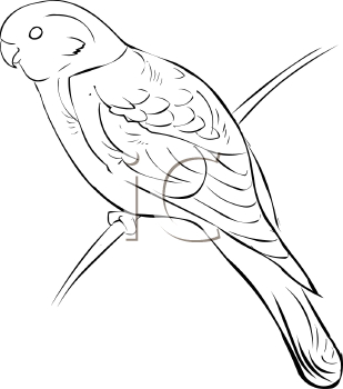 Bird Clipart