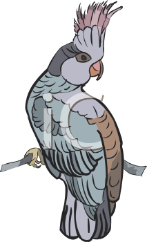 Bird Clipart