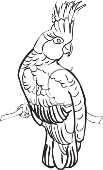 Bird Clipart