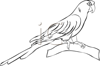 Bird Clipart