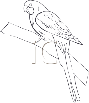 Bird Clipart