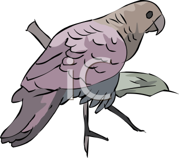 Bird Clipart