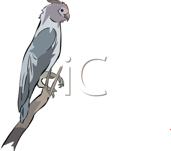 Bird Clipart