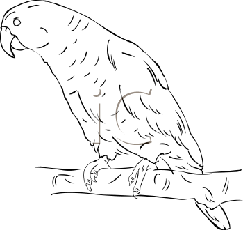 Bird Clipart