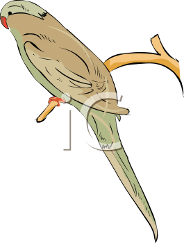 Bird Clipart