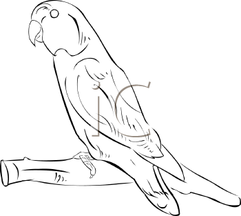 Bird Clipart