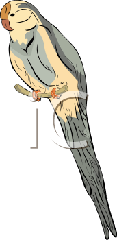 Bird Clipart