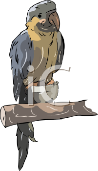 Bird Clipart